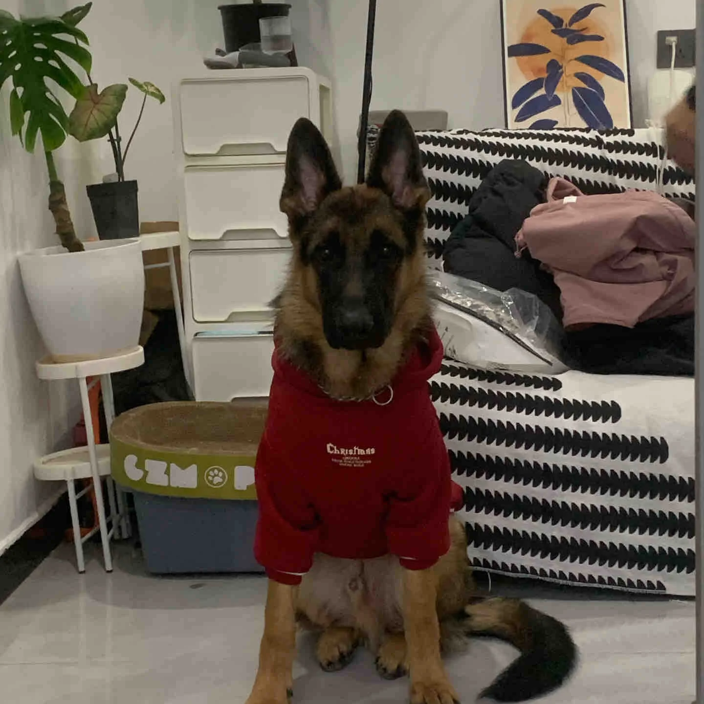 平背活物幼崽看家警犬狗爱骨大