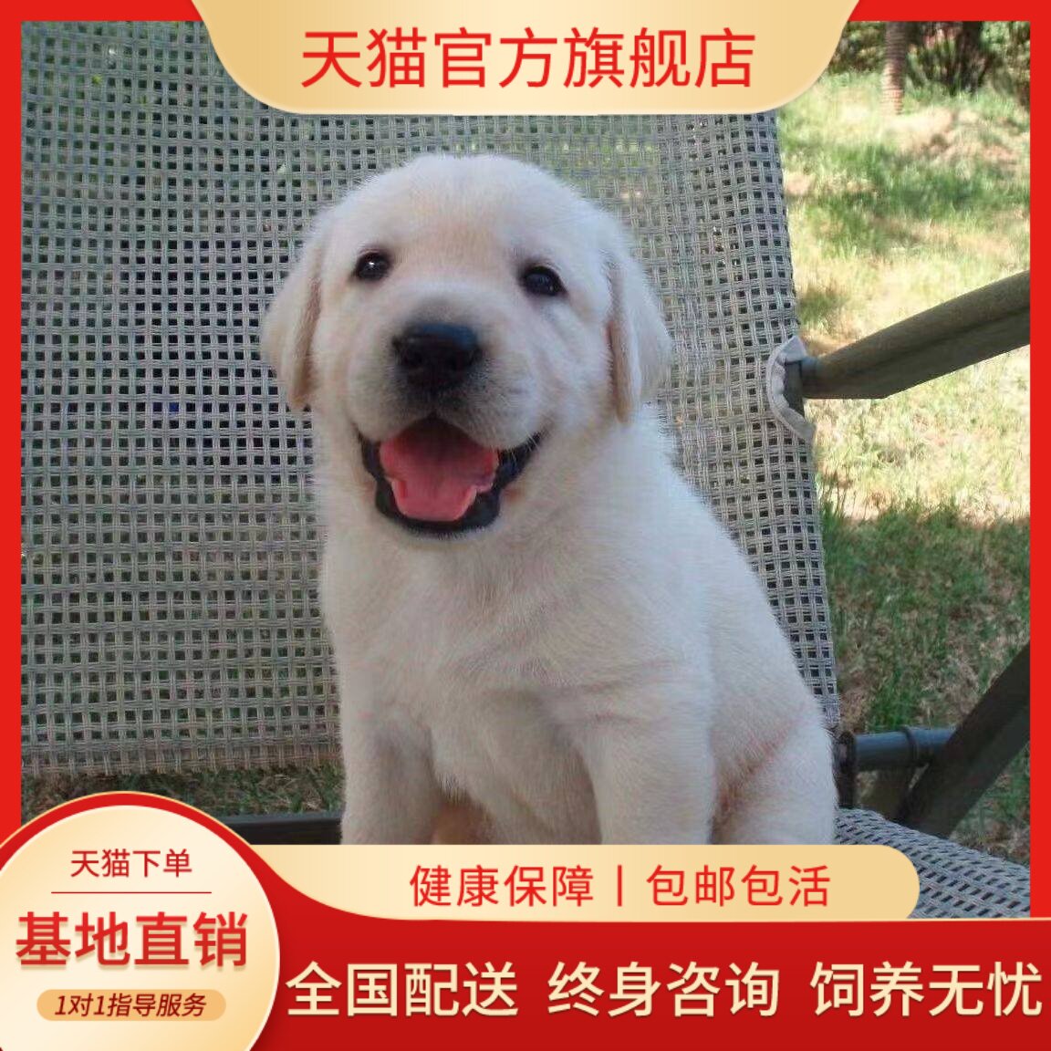 回犬黑色便宜看家聪明健康高智商