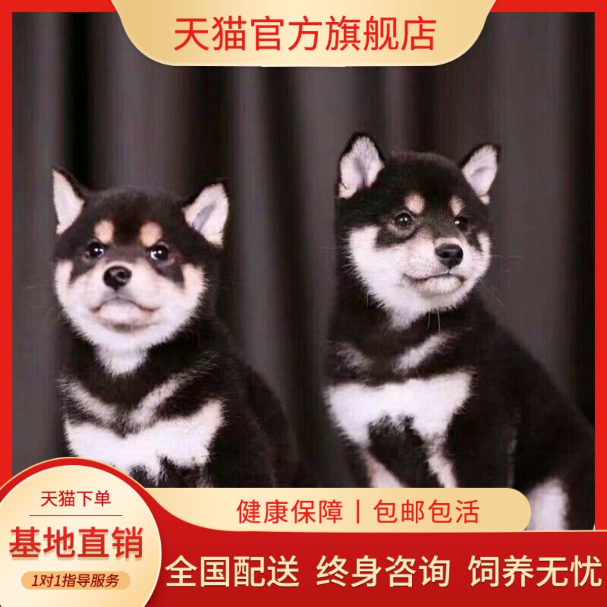 小型犬狗狗看家可爱狗崽正宗狗