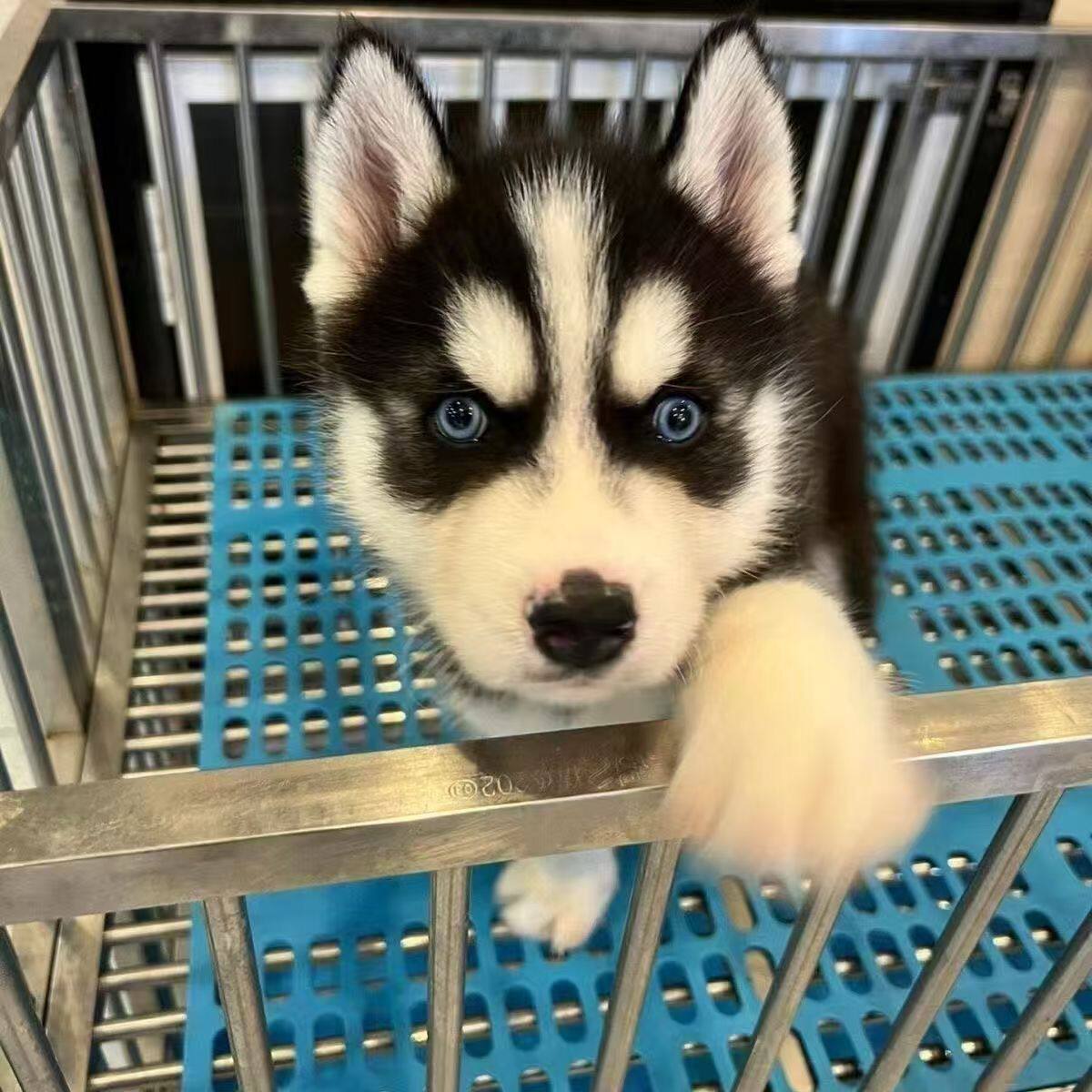 哈士奇纯种幼犬短毛便宜聪明黑色宠物幼崽雪橇犬三火活体听话狗狗