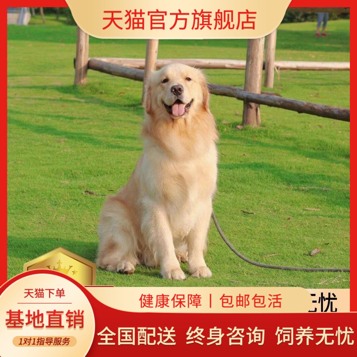 可爱活泼大头家养大型犬幼崽温顺