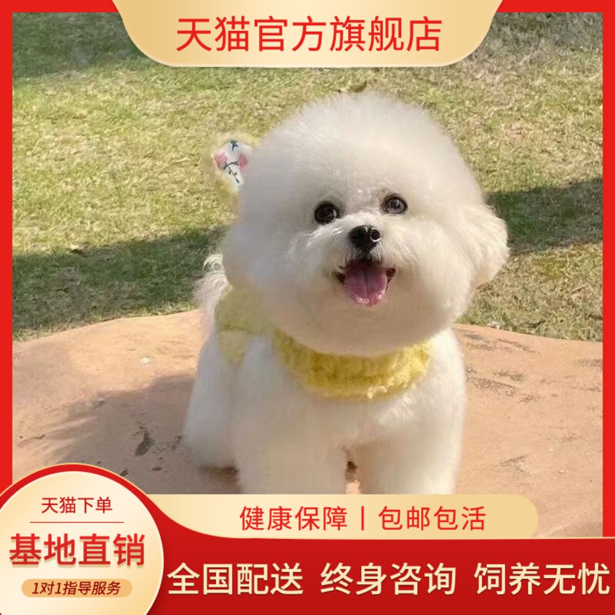 宠物狗狗白可爱白色袖珍小体真狗