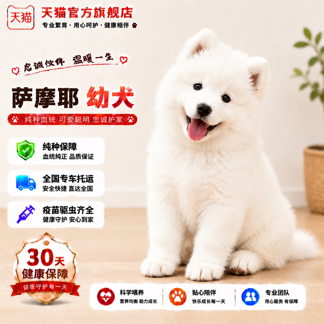 纯白活物微笑天使陪伴犬狗狗狗