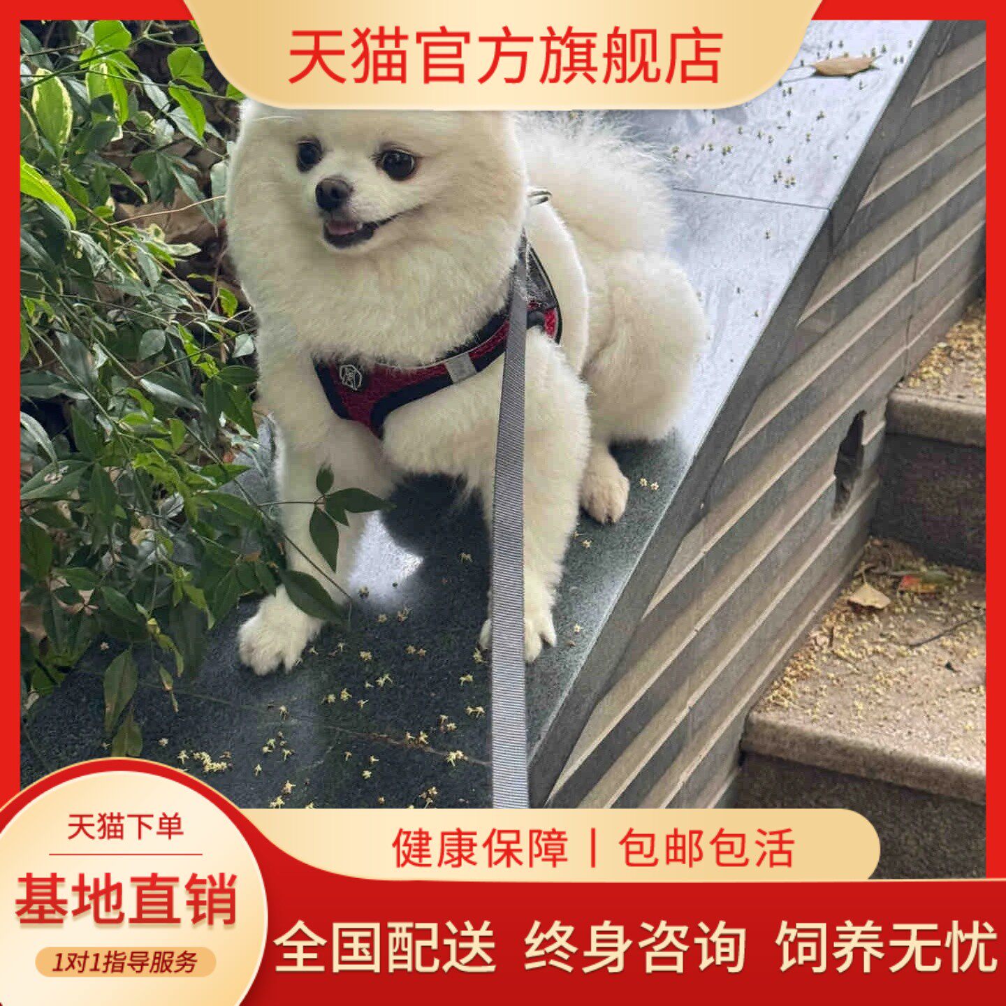 纯种博美幼犬茶杯犬狗小型犬可爱便宜白色迷你犬黄超小超萌爱飞低