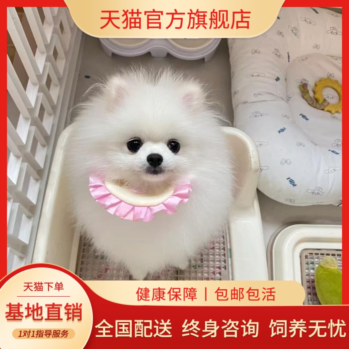 黄色小体幼崽活体袖珍网红宠物狗
