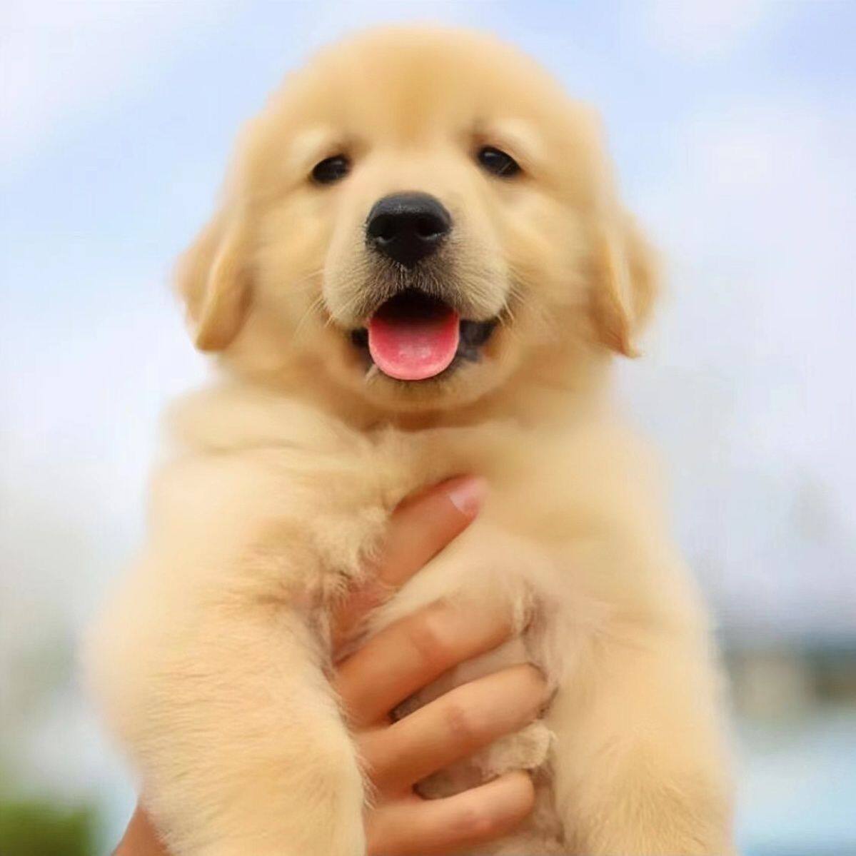 巡回犬小狗真狗导盲犬猎犬狗活泼