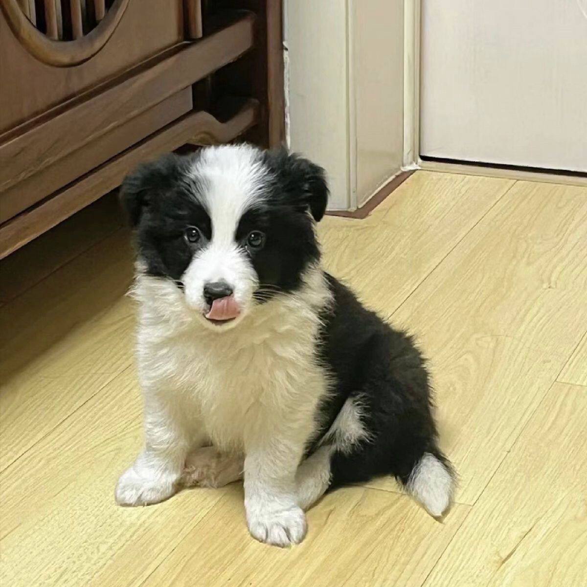 边牧纯种幼犬活泼好养幼崽宠物狗便宜大骨架高智商温顺活体狗狗狗