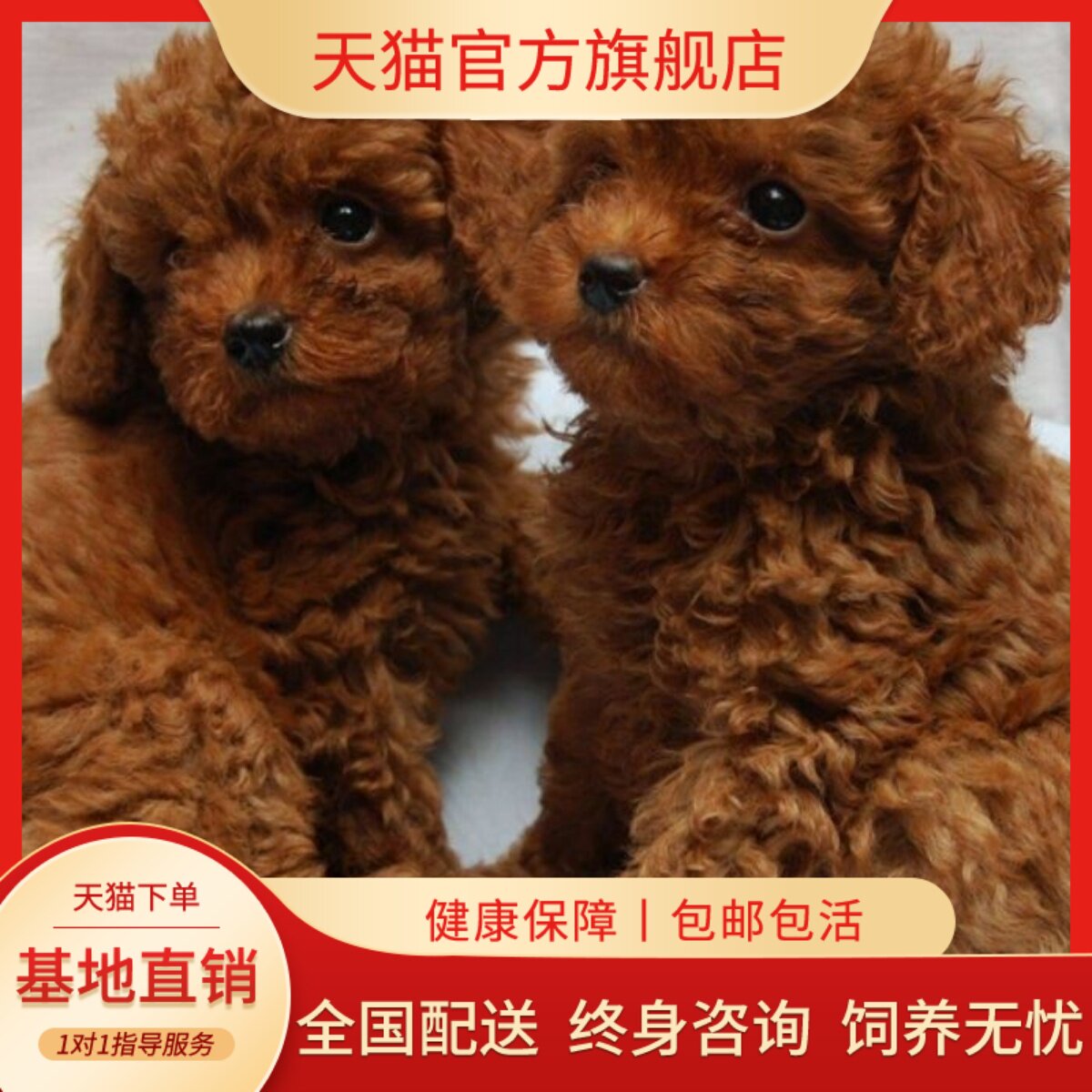 泰迪纯种幼犬活物黑贵宾犬小型犬聪明可爱幼崽黑色长不大活泼超萌