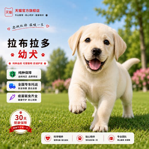 黄色便宜伴侣犬大骨架活体健康