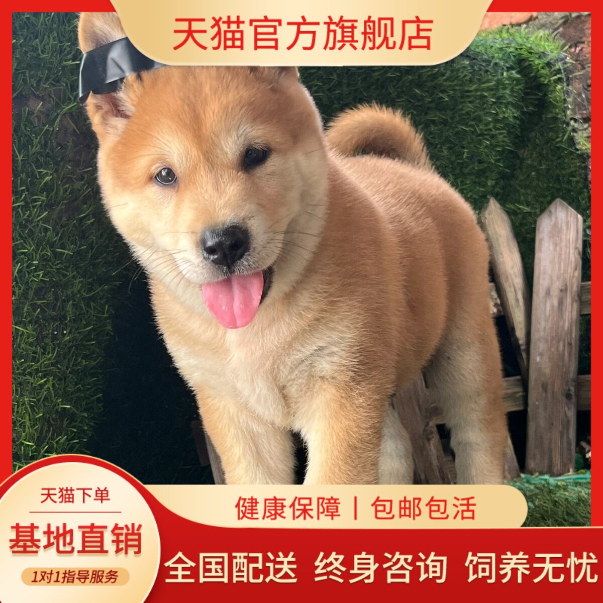 纯种黄狗白面中华田园犬幼犬赶山