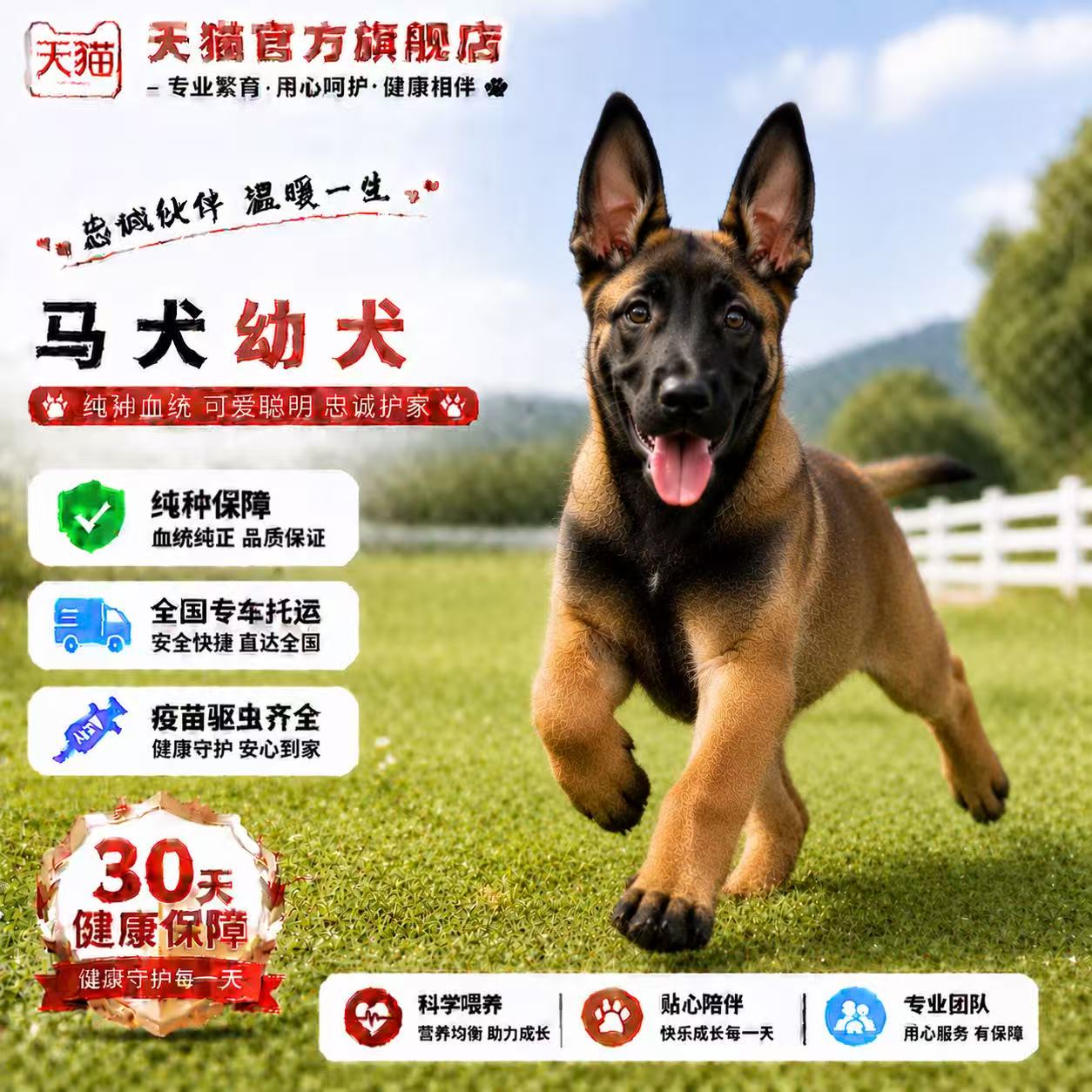 骨架爆红科目犬聪明看家便宜狗猎