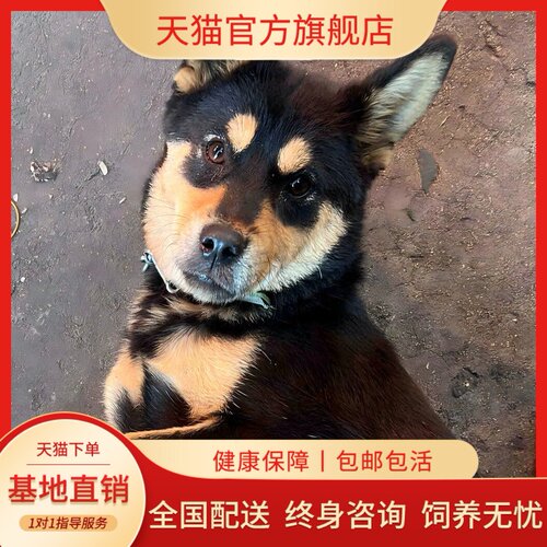 土狗短毛活泼看家护院好养便宜