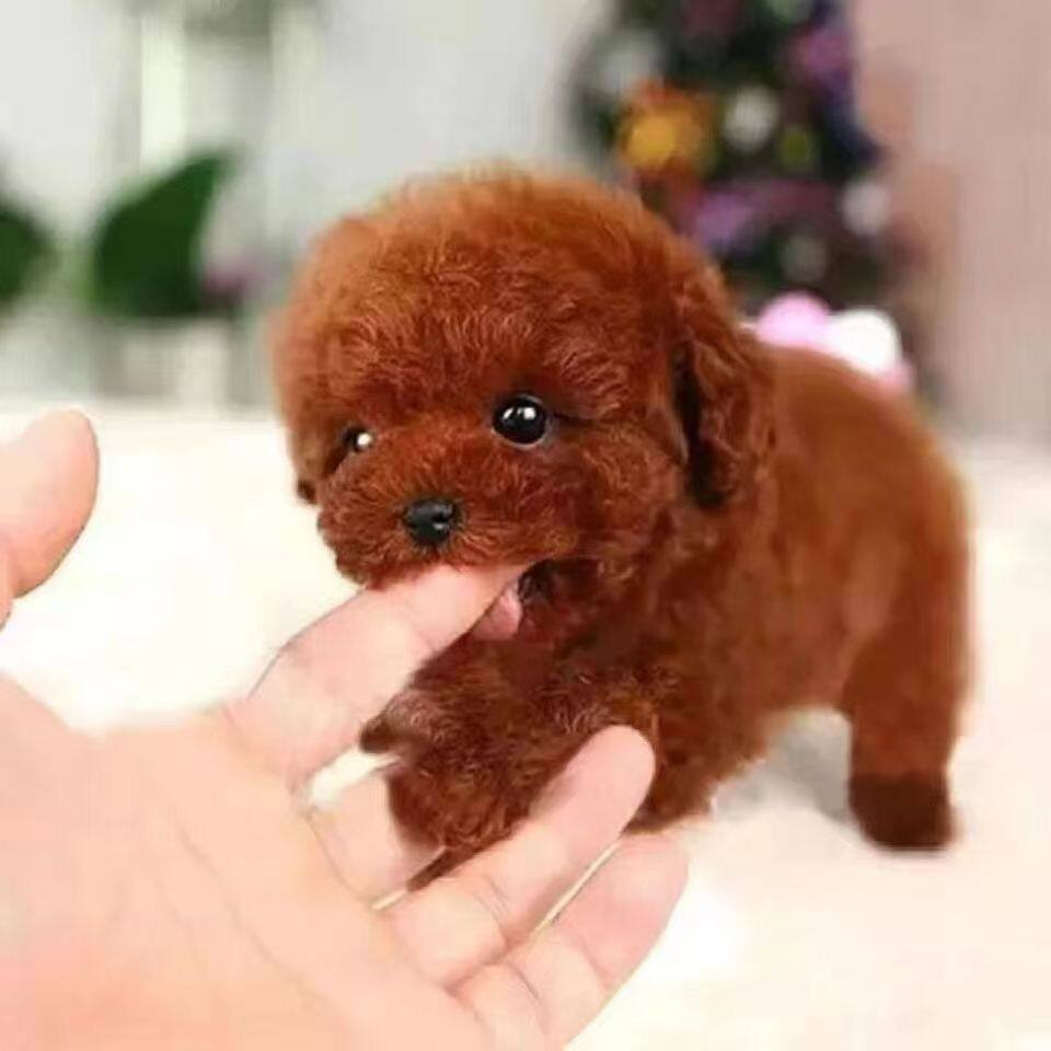 活泼黑色纯黑长不大活物家养聪明