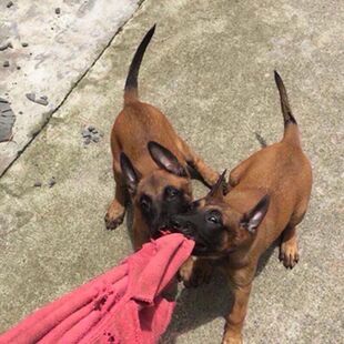 马犬纯种幼犬狼狗看家犬爆红狗幼崽聪明幼宠黑红活物宠物狗狗农村