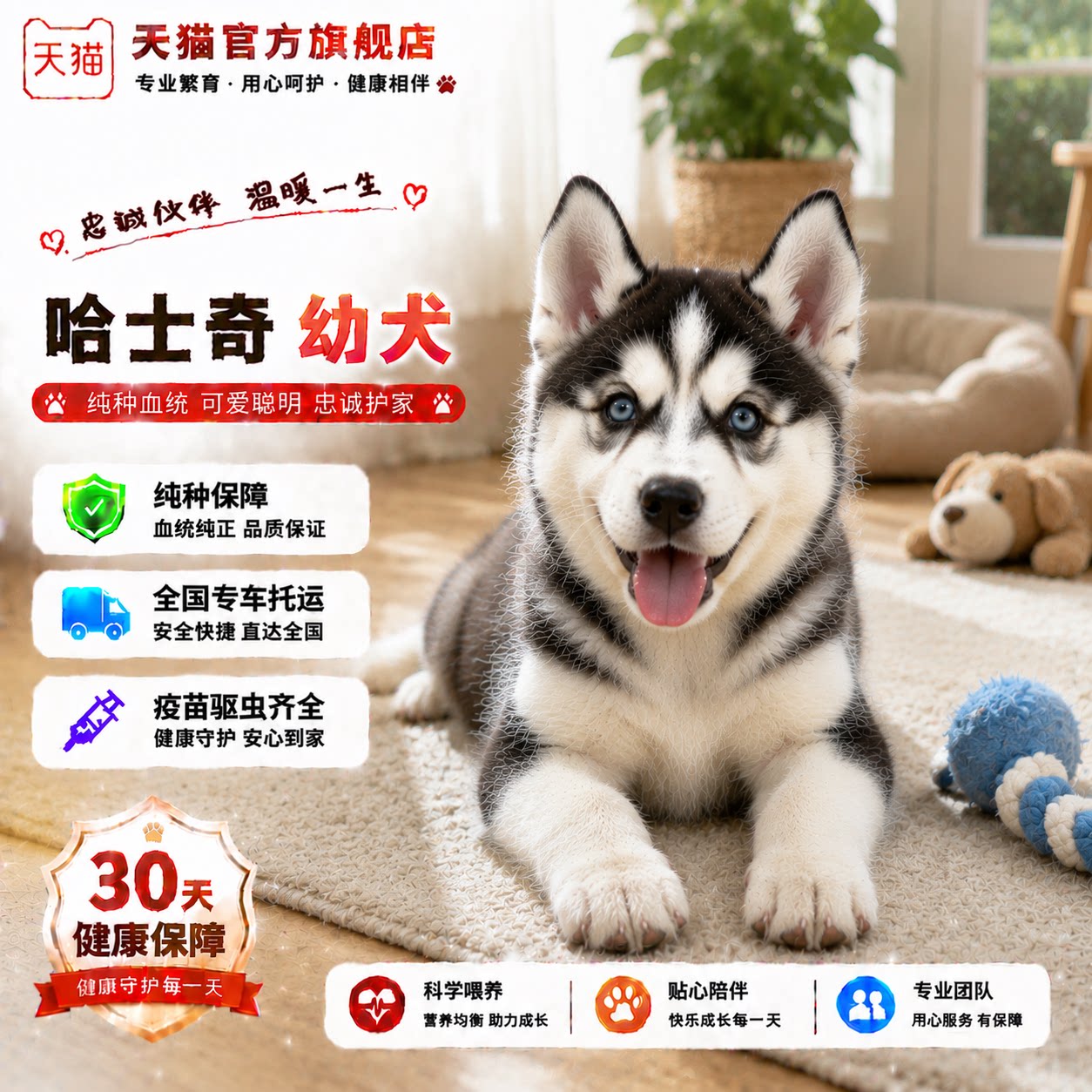 听话黑色真狗可爱三只眼二哈