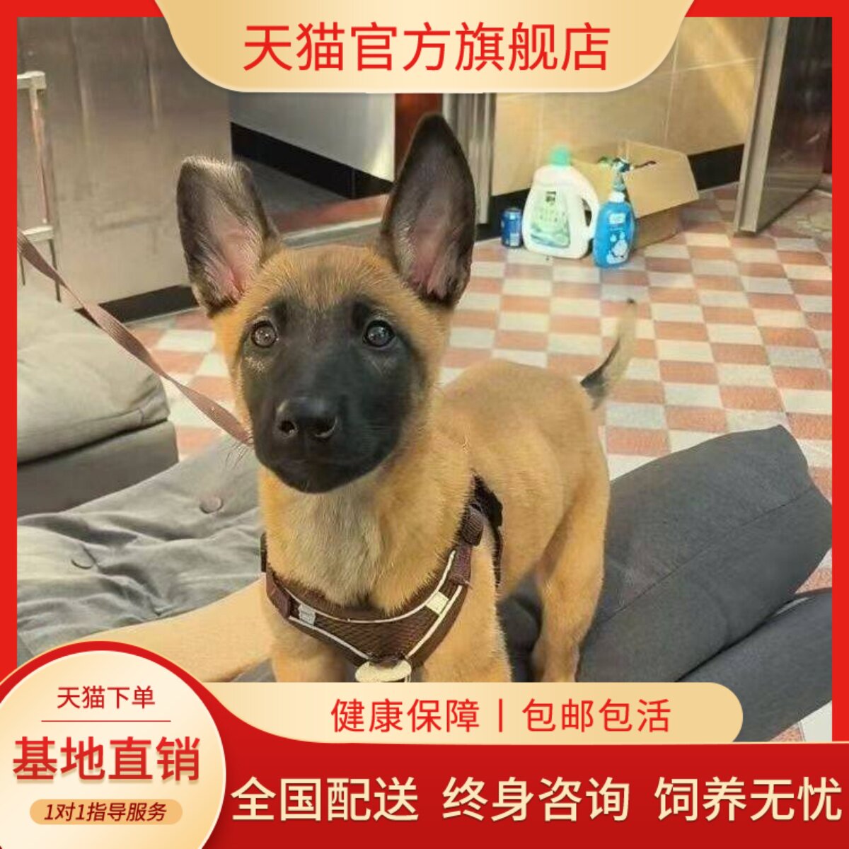 活物聪明便宜大型犬黄马真体狗