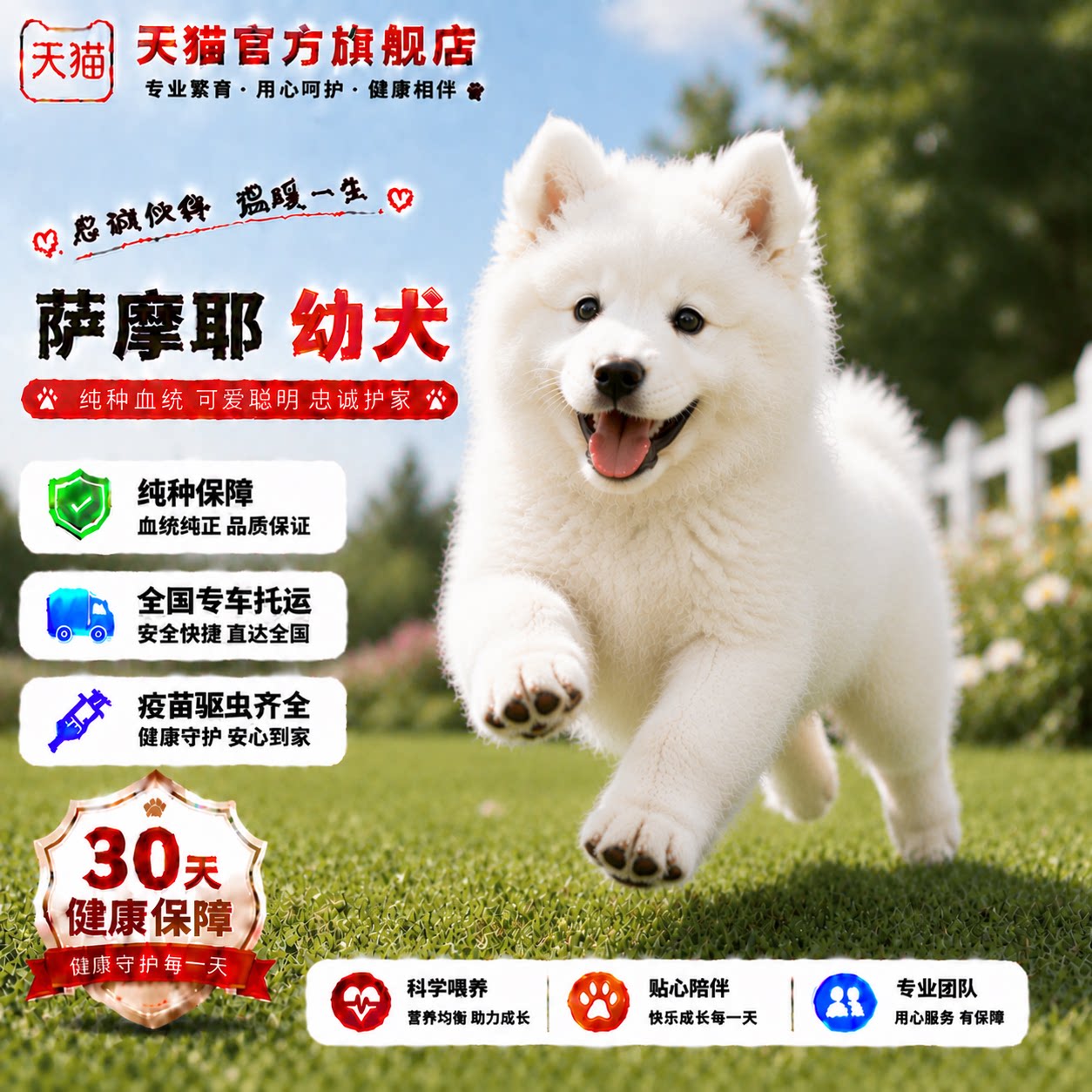 治愈狗好养微笑天使家养可爱活体