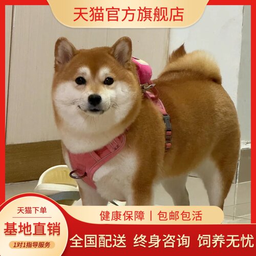 智商正宗家养宠物短毛双血统