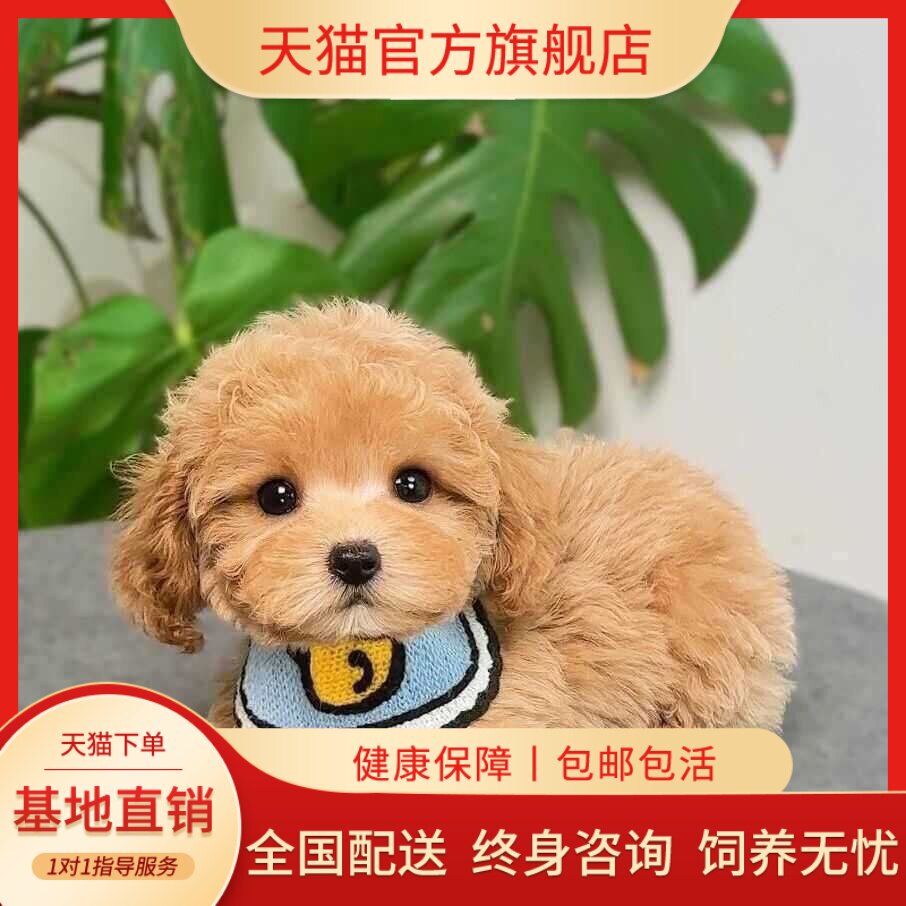 小体超萌宠物长不大聪明网红家养