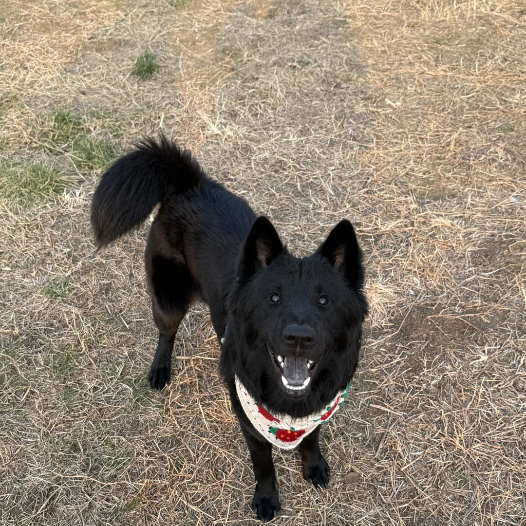 土松猎犬唐狗中华田园犬赶山犬