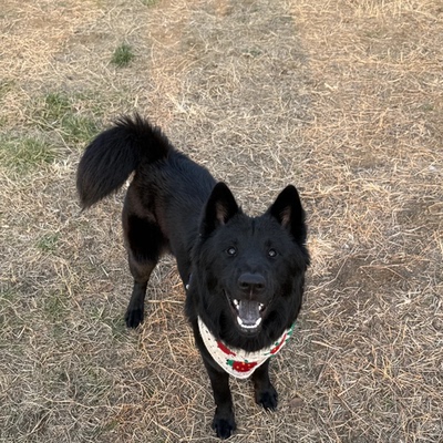 土松猎犬唐狗中华田园犬赶山犬