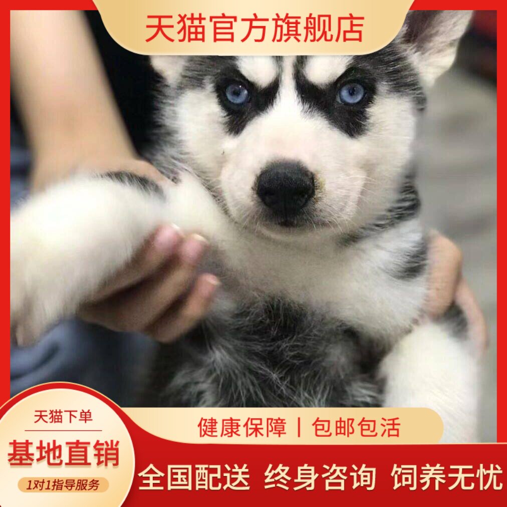 黑色狗短毛三火幼崽活泼听话真狗