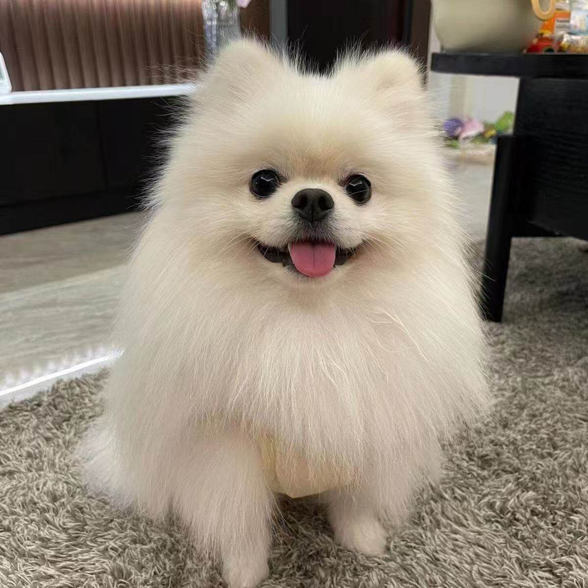 真狗狗幼崽超萌小小茶杯狗超小