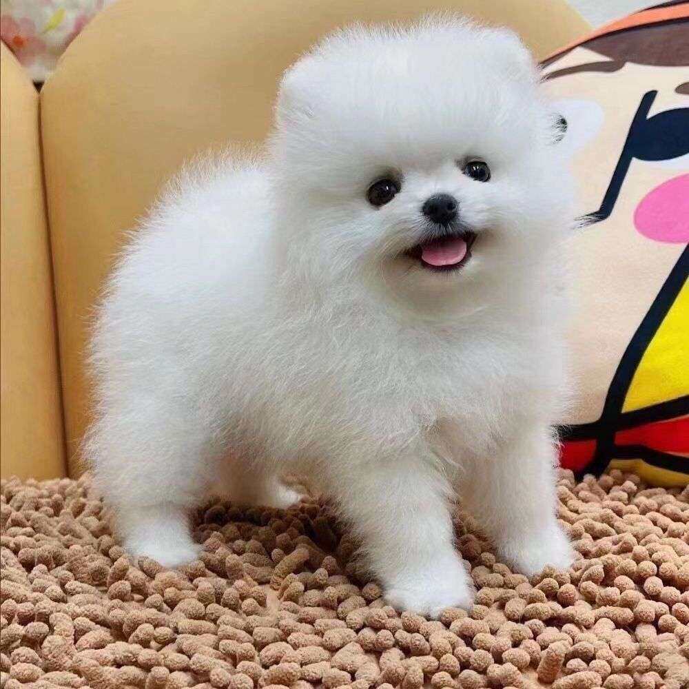 博美纯种幼犬小茶杯迷你小小型犬活物真狗俊介犬黄活体狗袖珍便宜