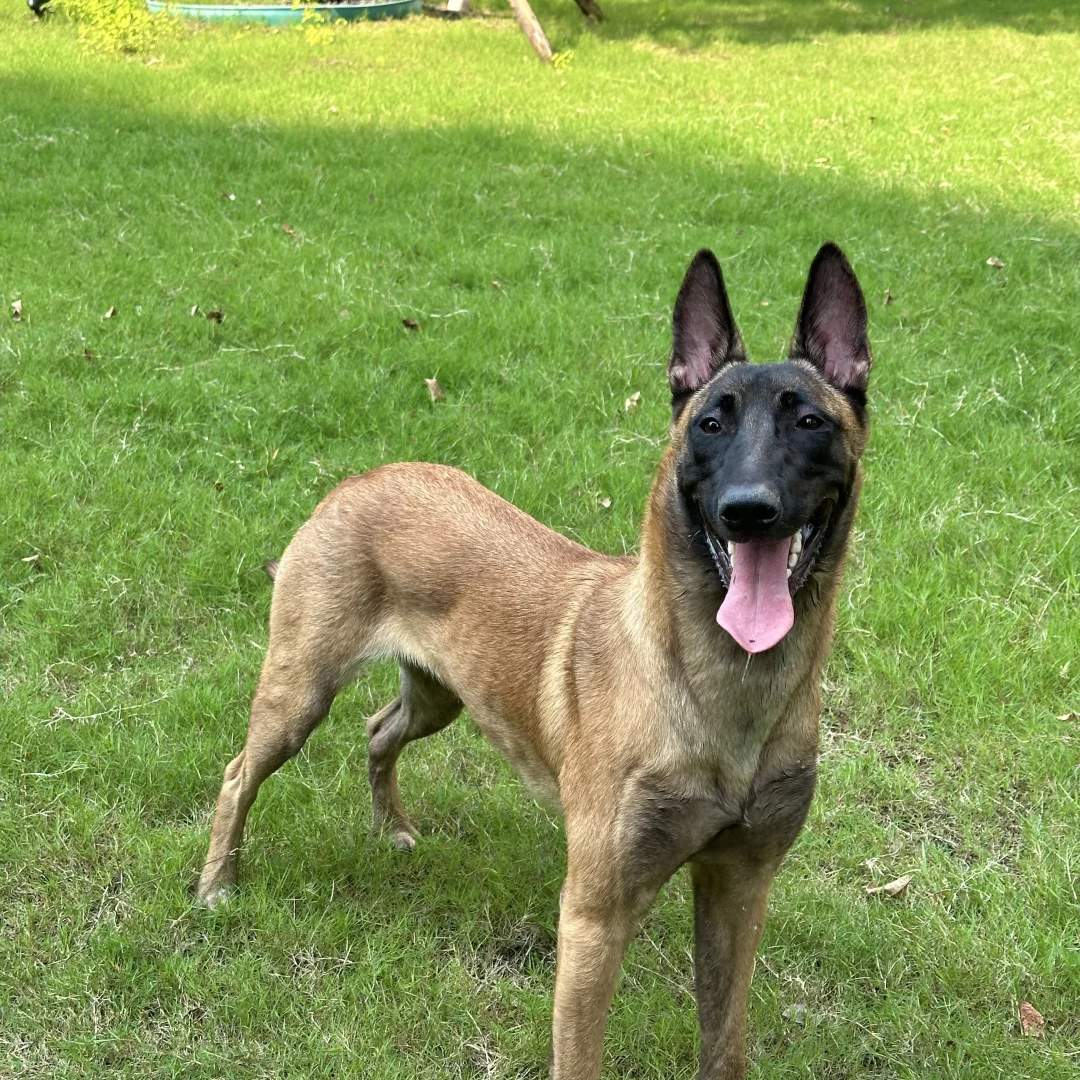 猎犬德国牧羊犬罗威纳宠物狗狗