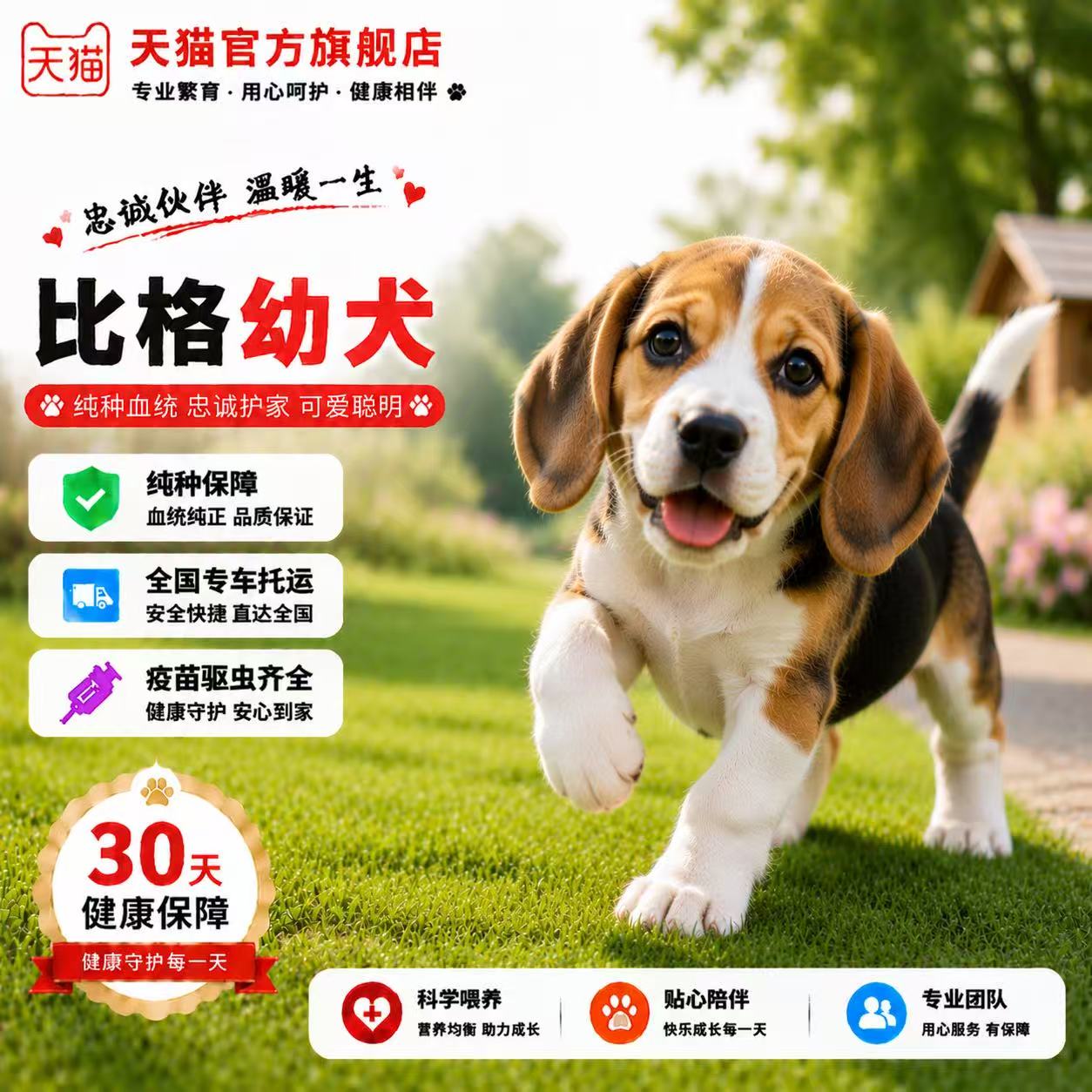 宠物伴侣可爱精品狩猎犬大头狗