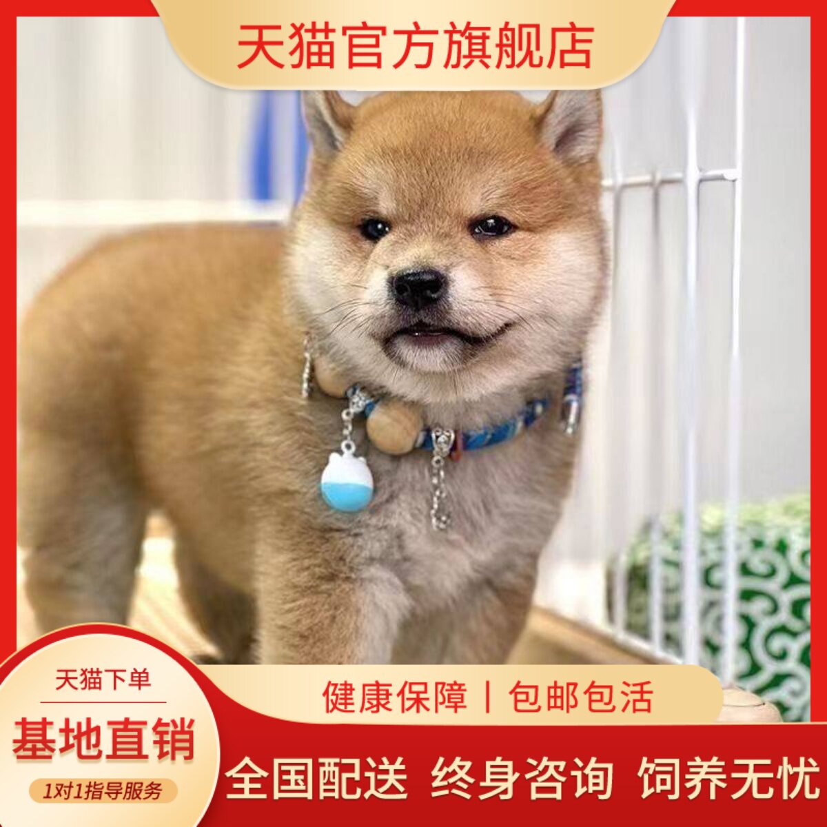 正宗长不大狗崽短毛小狗活体便宜