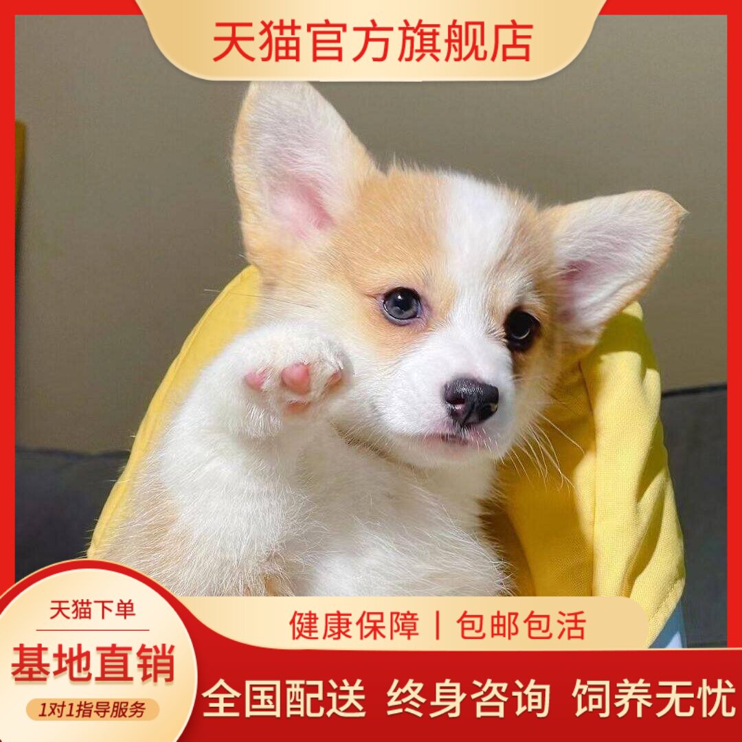 可爱宠物狗双色小狗狗幼崽小短腿