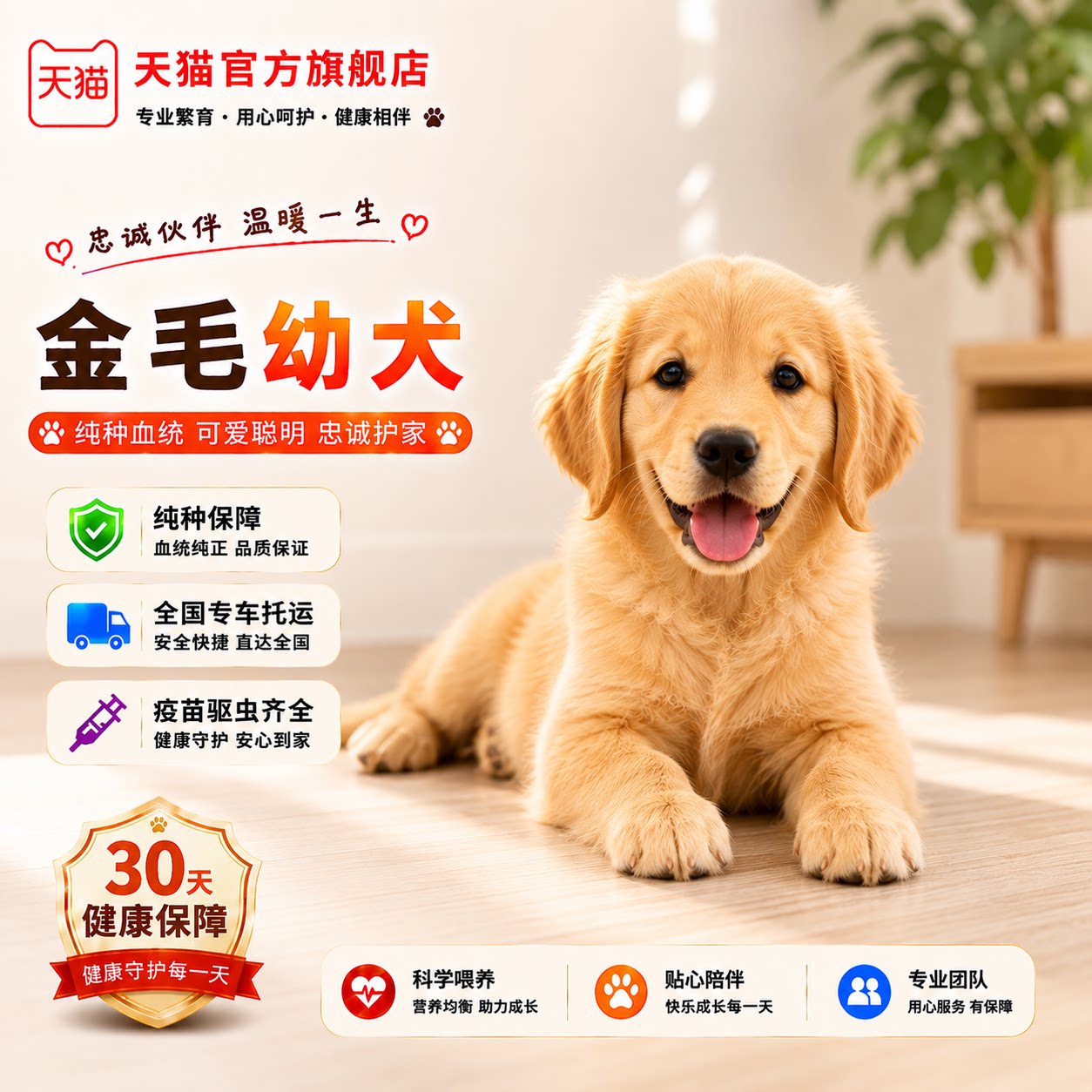 纯种金毛幼犬听话温顺护院便宜