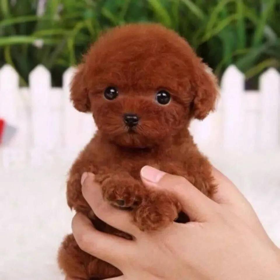 贵宾犬幼崽聪明网红黑色家庭犬