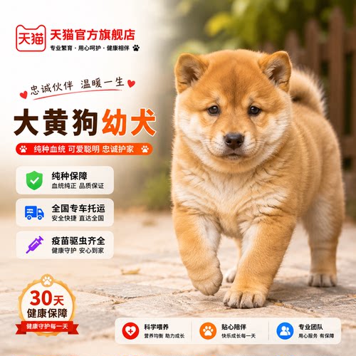 纯种黄狗幼犬农村家养广西土猎犬