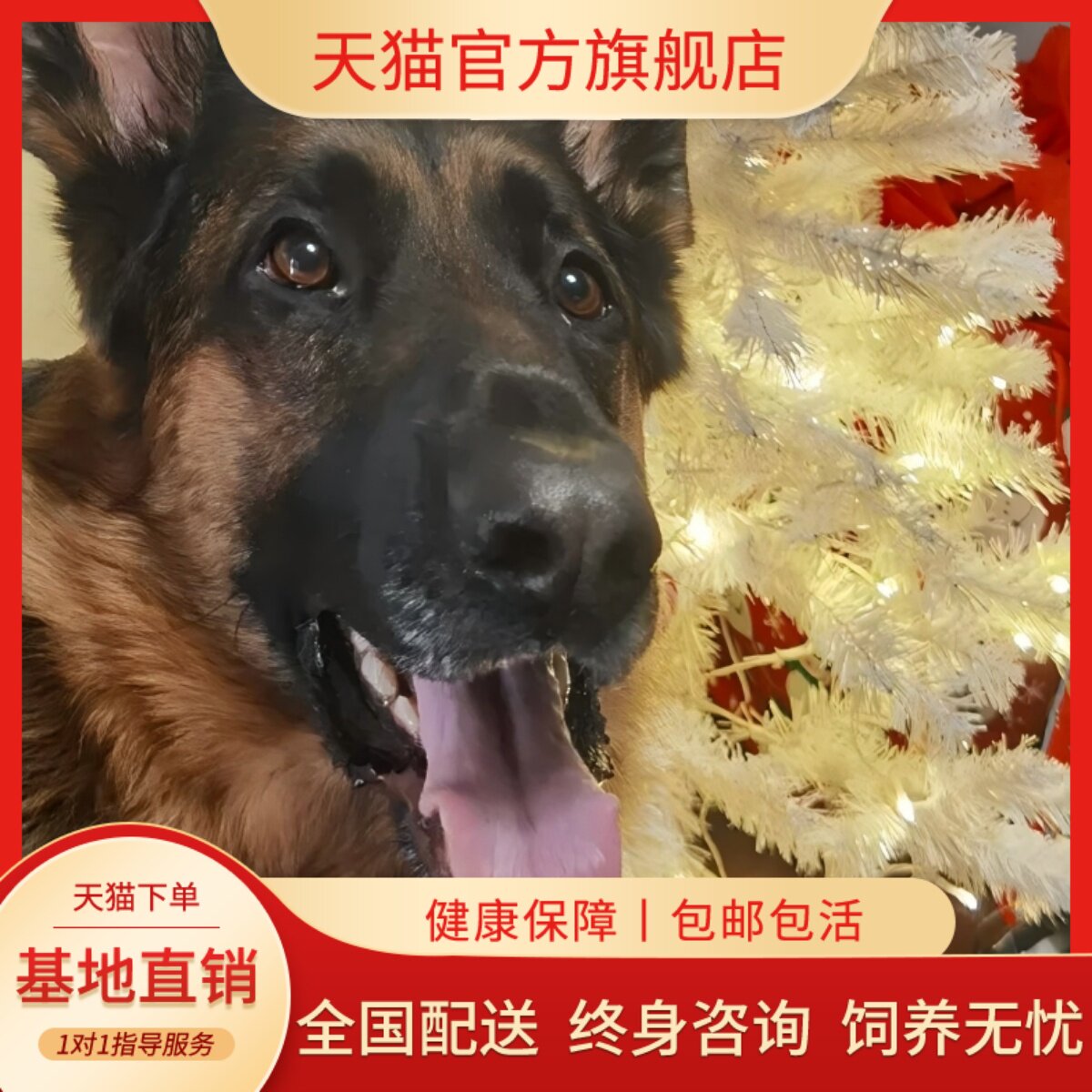 纯种德牧幼犬活体赛级德国牧羊犬弓背黑背狼狗警犬大型犬宠物狗狗