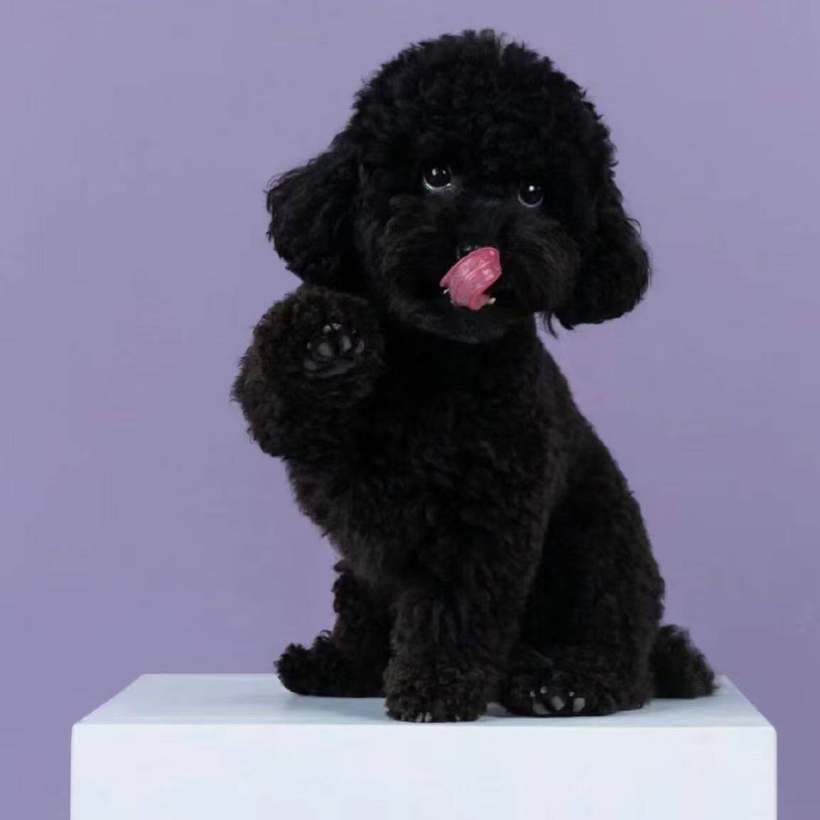 泰迪纯种幼犬网红幼崽超萌纯黑小体陪伴便宜聪明贵宾犬家庭犬宠物