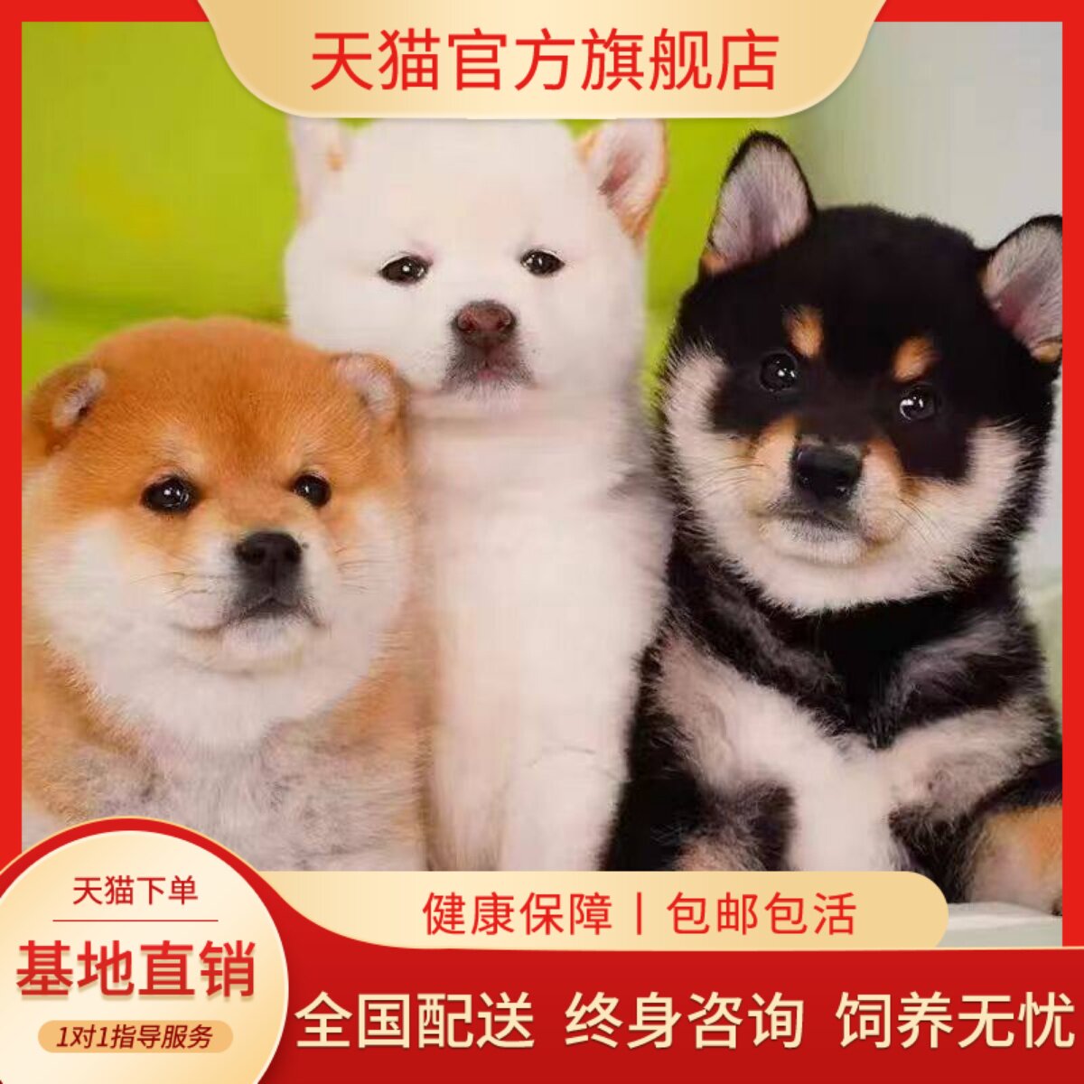 崽豆小狗赤色宠物狗狗狗帅气黑柴