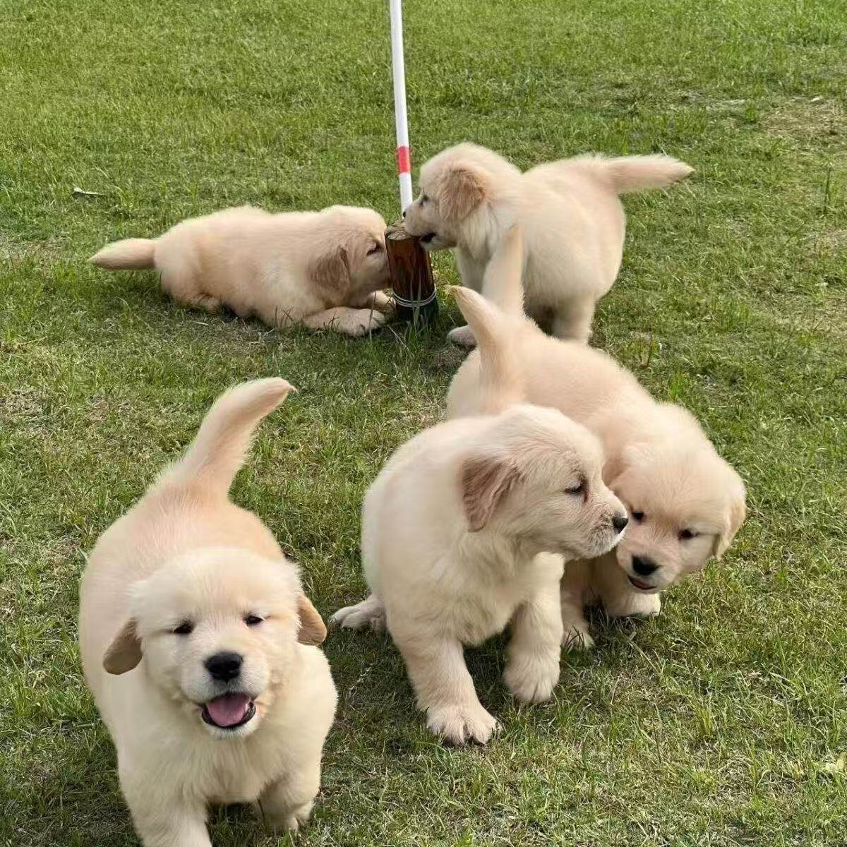 巡回犬可爱家养真狗活泼小狗