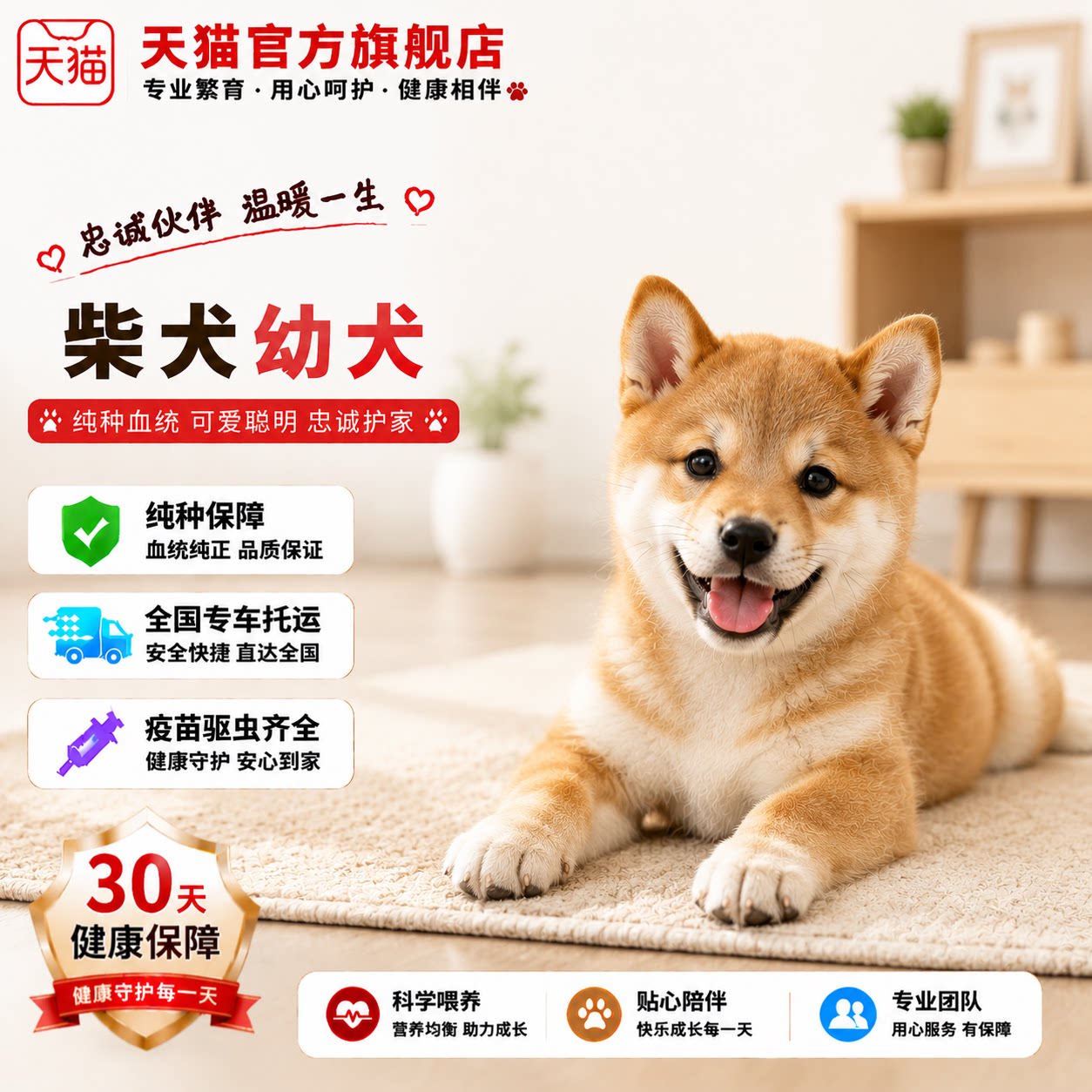 单血统便宜帅气狗短毛赤色狗