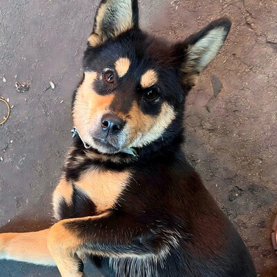 土狗短毛活泼看家护院好养便宜