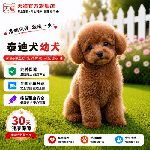 家养活物聪明精品贵宾犬可爱