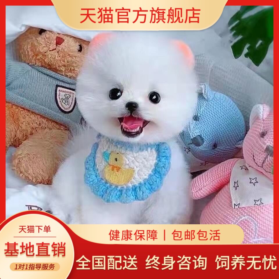 超小小茶杯白俊介犬便宜活体迷你