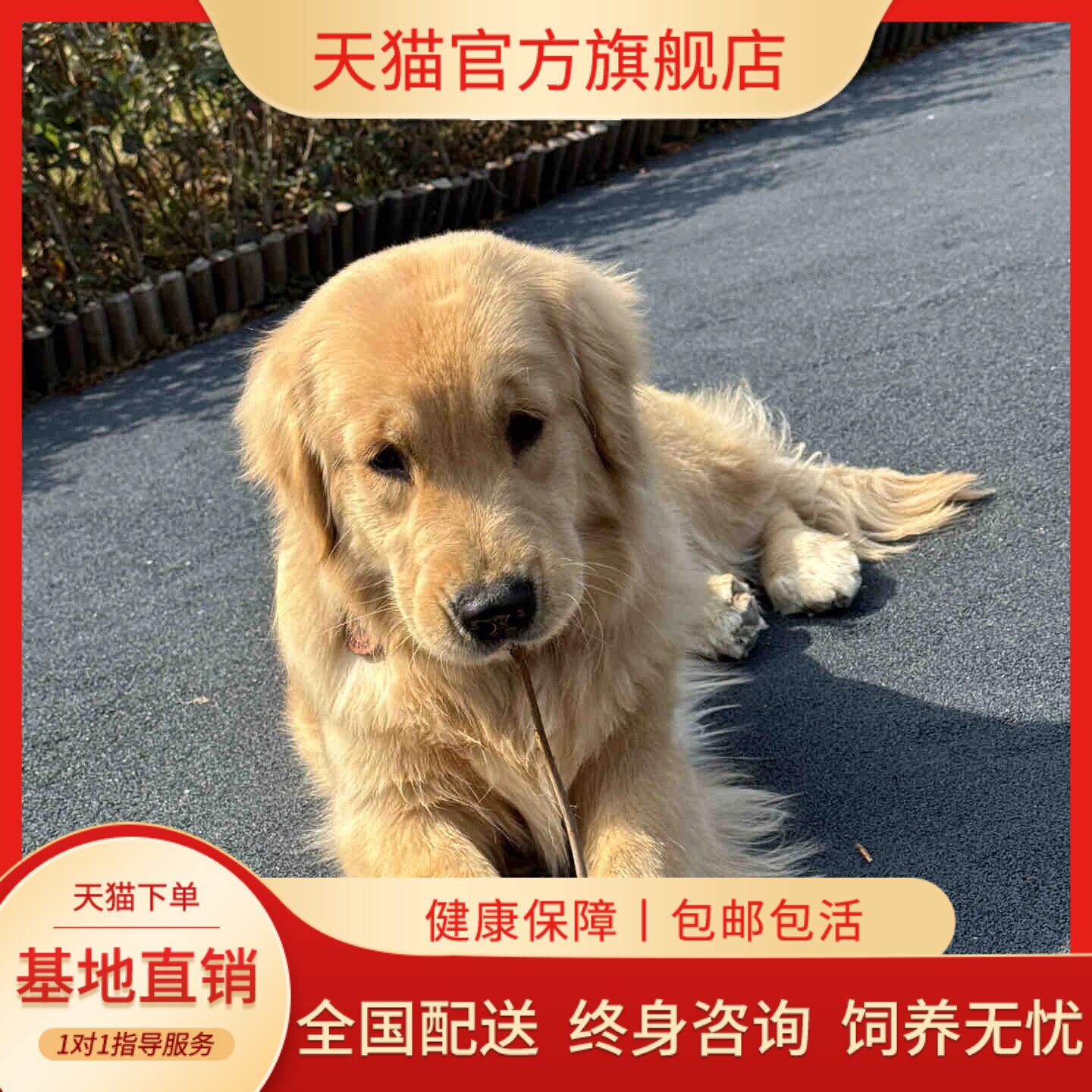 拉布拉多幼犬导盲犬狗活体爱喝太