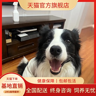 纯种边牧幼犬七白三通边境牧羊犬活体黑白陨石金边中型犬宠物狗狗
