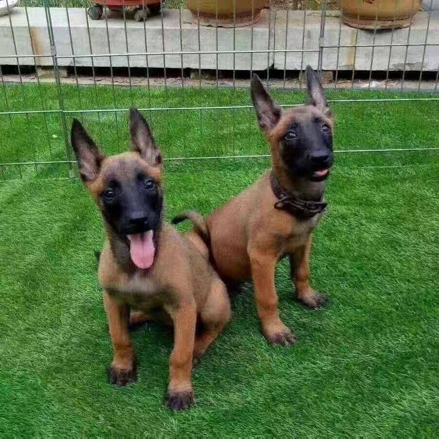 马犬纯种幼犬工作犬护院看家高智商黑红护卫犬宠物狗狗大型犬短毛