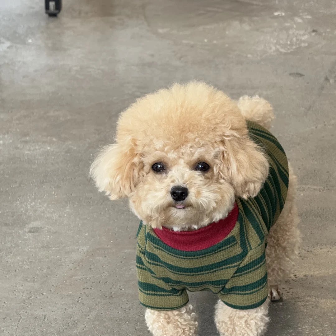 长不大幼崽纯黑超萌家庭犬聪明
