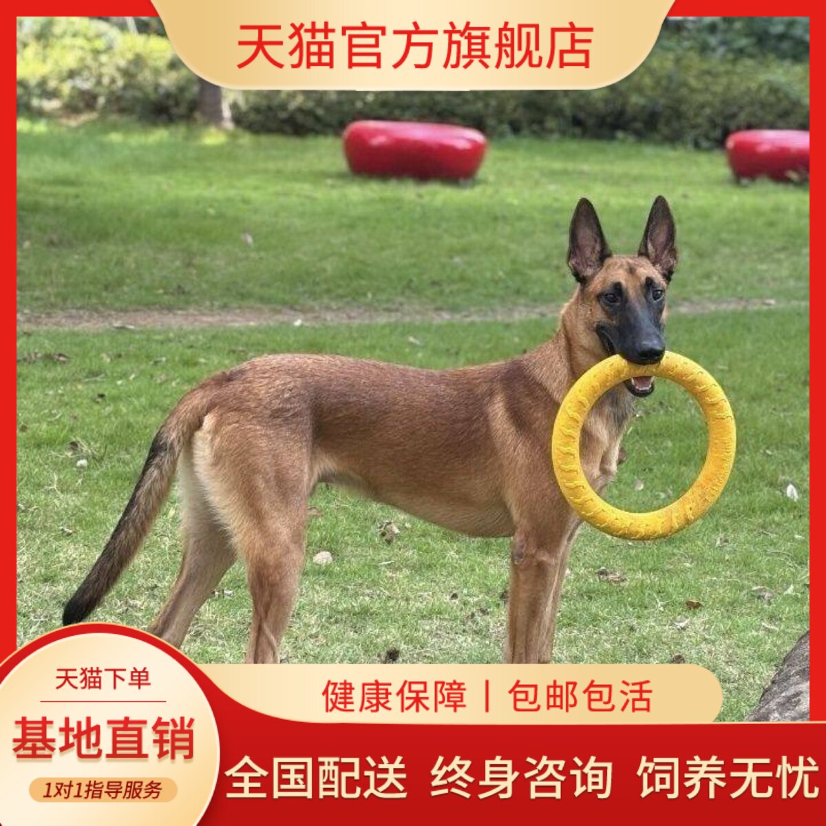 聪明家养看家犬高智商黑红大型犬