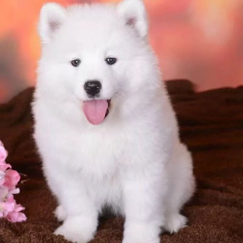 陪伴犬活物粘人好养白色狗可爱