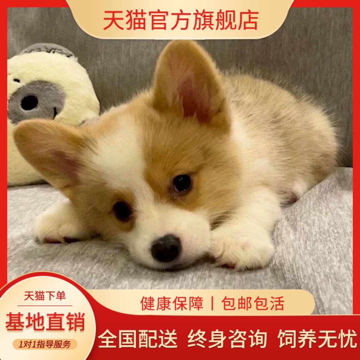狗幼崽威尔士狗狗狗不掉毛家庭